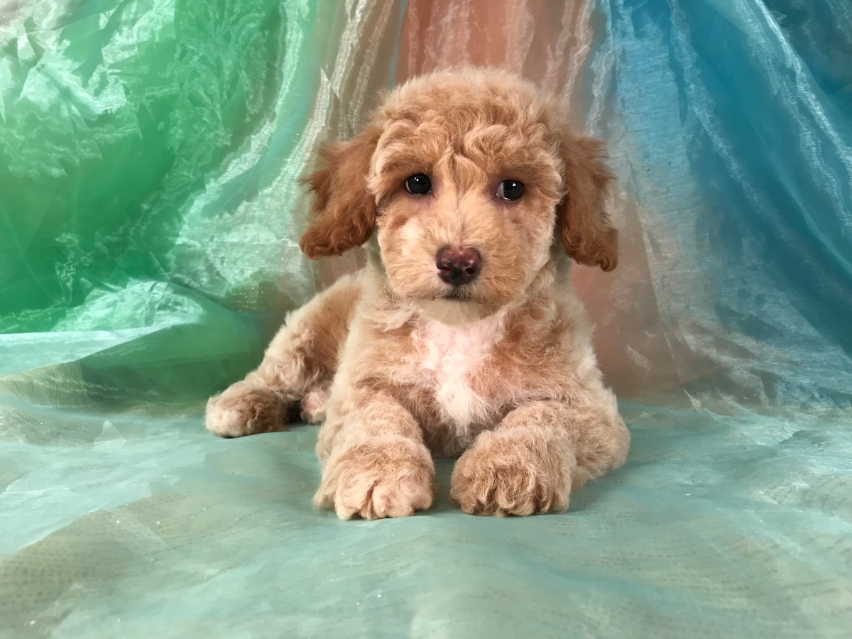 Poochon Puppy for Sale, Iowa Breeders, Male, $975